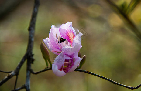 美丽的紫荆杂色花图片