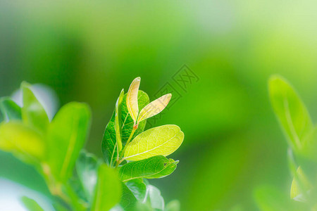 花园绿色叶子抽象背景的图片