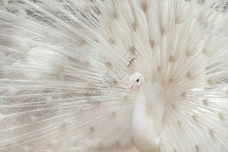 在动物园公里白羽毛和白羽毛野兽是自然背景图片