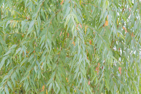 Eucalyptus树叶图片