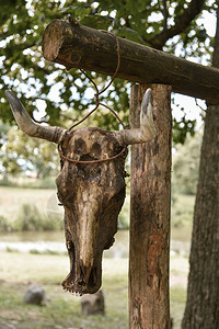 牛头骨在树上森图片