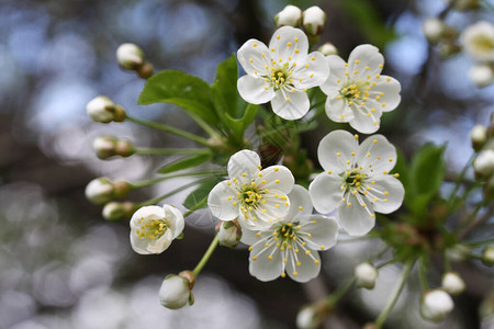 樱桃树春天风景白花图片
