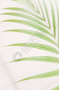 棕榈叶在白色背景下被隔离图片