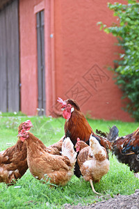 农场里的母鸡和小鸡图片