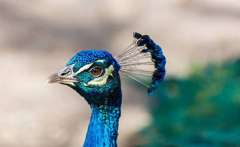 印度孔雀或蓝孔雀是一种体型大且颜色鲜艳的鸟类背景图片