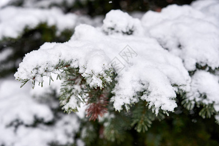 绿松覆盖着雪松枝覆盖着雪背景图片