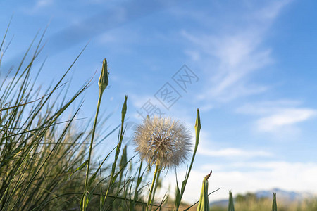 美丽自然的景色与一朵花贴近了云蓝天空白花在阳光明媚的一天在图片