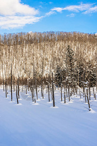 美丽的户外自然景观在日本北海道冬季雪图片