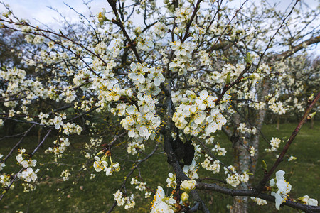 花朵树枝子和鲜花紧贴集中图片