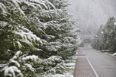 下雪时公园里的小巷图片