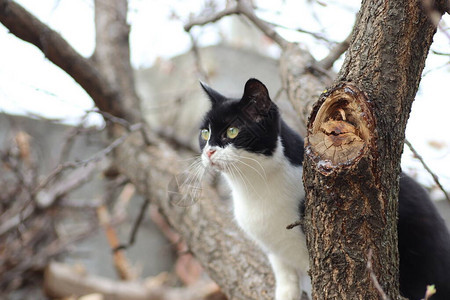 黑白的猫爬上图片