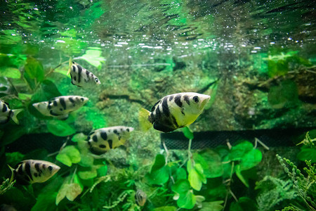 水族馆里的射手鱼背景图片