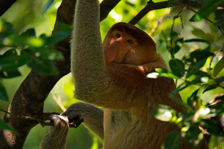 马来西亚长鼻猴或kahaulatNasalislarvatus一种灵长类动物背景图片