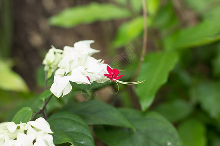 Glorybower的鲜花或袋图片