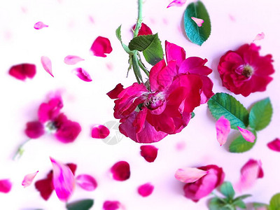 红玫瑰花朵瓣和绿叶图片
