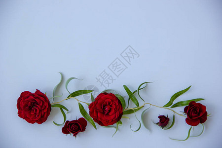 深红色的花朵玫瑰白底绿叶的柳枝图片