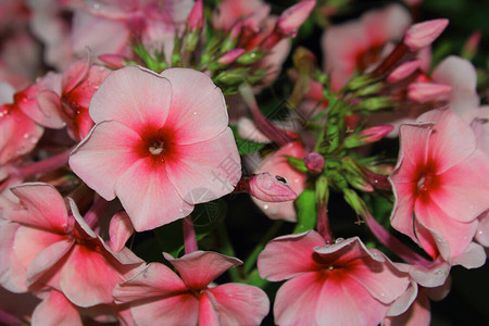 PhhloxPaniculata粉红花朵和大花瓣以景观图片