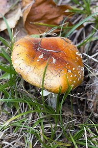 丛林中的毒蘑菇意大利图片