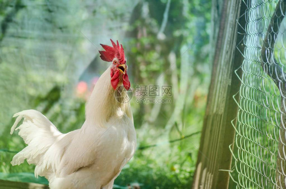 公鸡鸣叫在农家院子里打鸣的公鸡图片