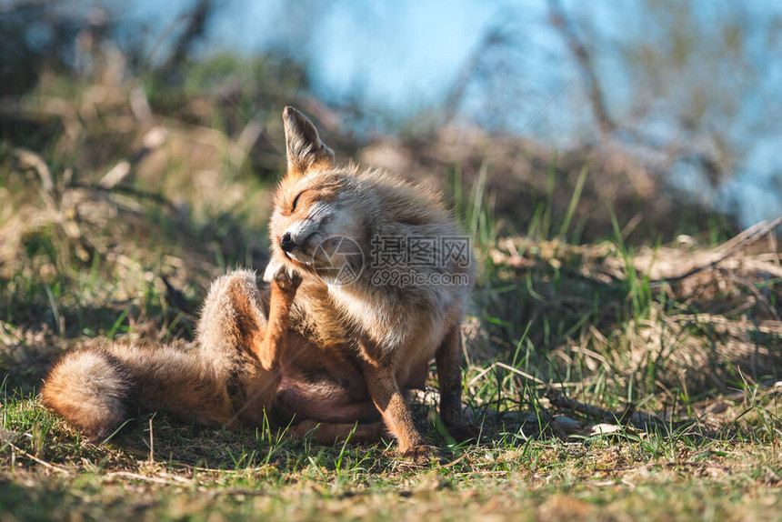 自然环境中的红狐图片