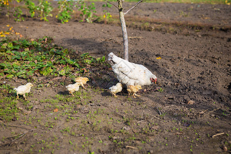 养鸡和小鸡在花园里散步背景图片