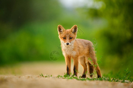 红狐狸幼崽图片