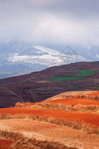 红土地在日出雪山和云彩背景的五颜六色的风景太阳照耀在梯田的麦田周围东川图片