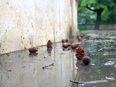 雨后的松果和松针图片