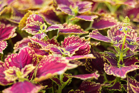 花园坛上的锦紫苏花图片