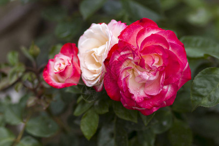 花园里的玫瑰花图片