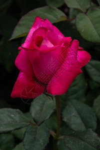 花园玫瑰花朵MarijkeKo图片