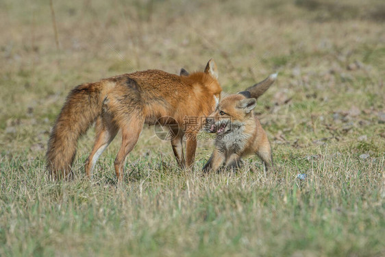 野外草地上可爱的红狐图片
