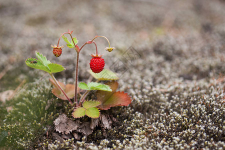草莓植物生长在苔中的野生草莓的宏观照片我们需要关注脆图片