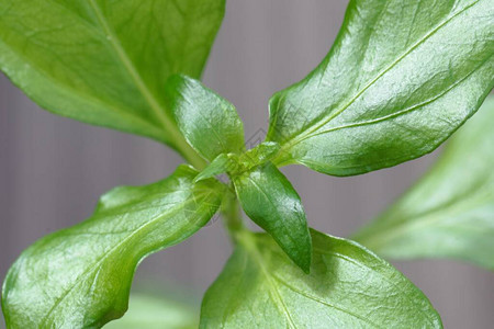 植物的叶子Rungia图片