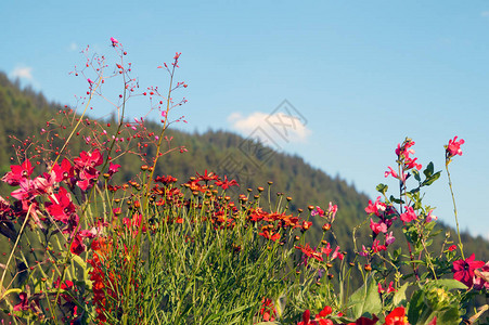 山村的花园图片