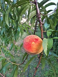 天然水果桃树枝上的桃子背景图片