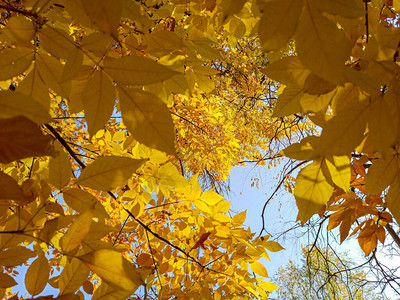 秋天背景蓝色天空背景下的黄图片