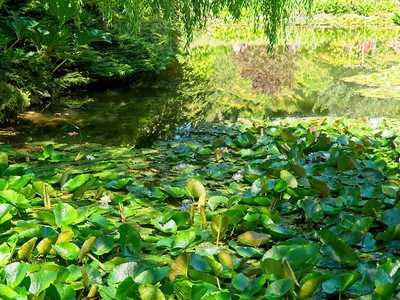 夏季花园中水百合板覆图片