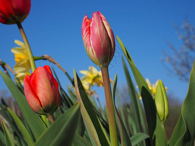 红色郁金香花朵图片