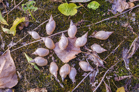 落叶背景下干湖底死蜗牛壳图片