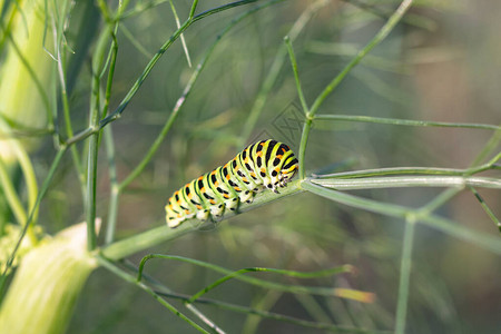 Papiliomachaon毛虫旧世界燕尾图片