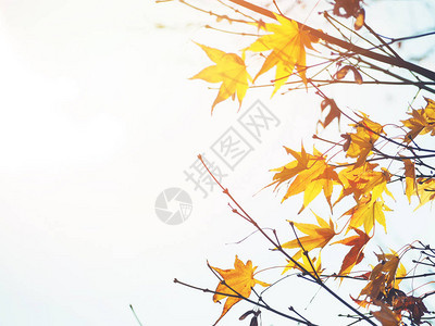日落时日本秋初季关闭了多彩的木叶图片