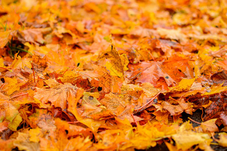 秋天枫叶的背景秋天的概念图片