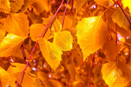 模糊的秋天风景有明亮多彩的叶子印度图片