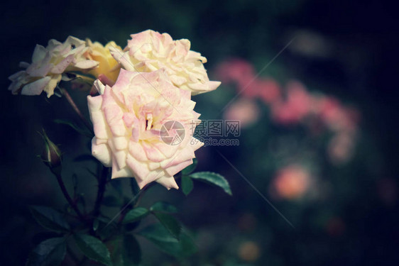 花园里盛开的新鲜粉红玫瑰花图片
