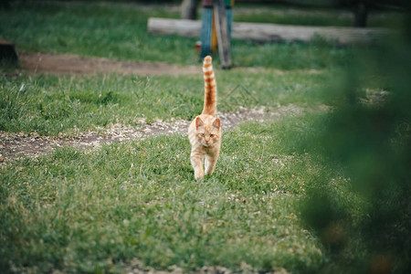 红猫走在花园里果汁多的绿种在花园里图片