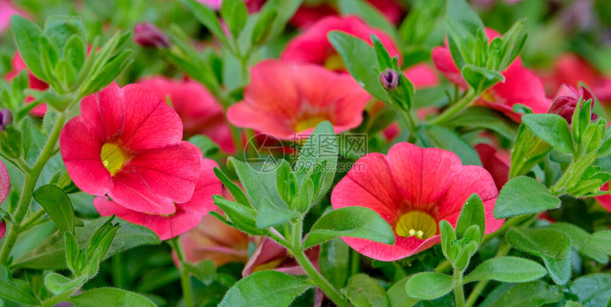 观赏植物calibrachoa的美丽红色花朵横幅图片