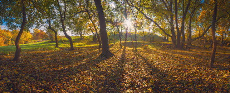 秋天森林的全景清晨的阳光照耀着树木图片