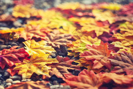 美丽的秋天树叶秋天的枫叶复古色调图片