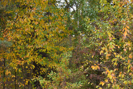 不同颜色的树木和灌木秋叶图片